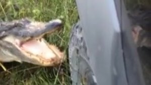 Tuning cu aligatorul: cum sa-ti remodelezi bara fata in cateva secunde