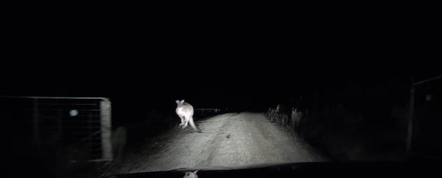 Un cangur suparat distruge masina unui australian care circula regulamentar