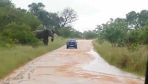 Un elefant furios rastoarna un Volkswagen de parca ar fi fost din carton