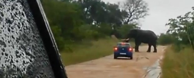 Un elefant furios rastoarna un Volkswagen de parca ar fi fost din carton