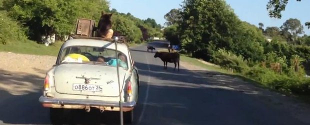 Unde poti sa transporti un caine, cand ai o masina mica si plina