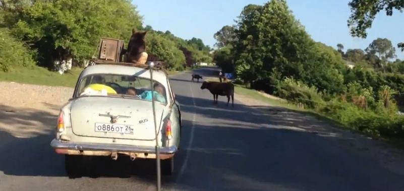 Unde poti sa transporti un caine, cand ai o masina mica si plina Unde poti sa transporti un caine, cand ai o masina mica si plina