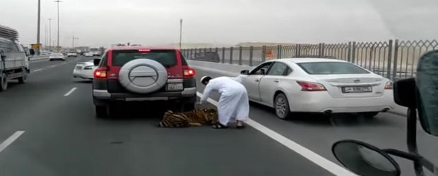 Unii scapa o sticla de suc pe geam, altii un tigru: in Qatar, o felina cade din masina in mijlocul autostrazii