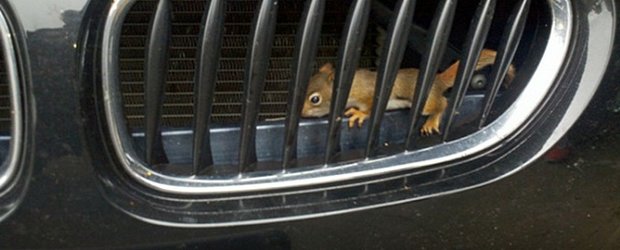 Veverite salvate dintr-un motor de BMW Z4 M