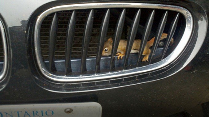 Veverite salvate dintr-un motor de BMW Z4 M Veverite salvate dintr-un motor de BMW Z4 M