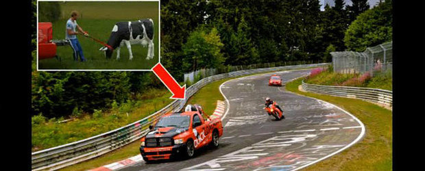 VIDEO: Cu vaca in spinare pe circuitul de la Nurburgring