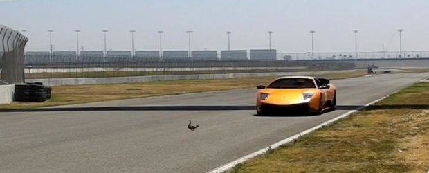 Video Lamborghini: veveritele au prioritate pe pista de curse din California