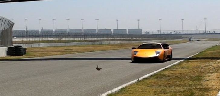 Video Lamborghini: veveritele au prioritate pe pista de curse din California Video Lamborghini: veveritele au prioritate pe pista de curse din California