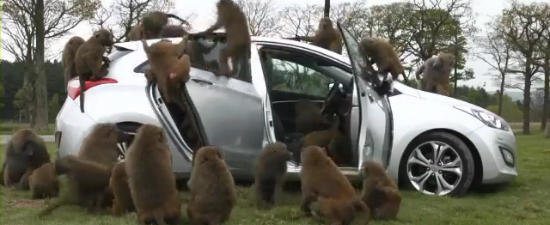 VIDEO: Noua Hyundai i30 este supusa testului cu... babuini?! VIDEO: Noua Hyundai i30 este supusa testului cu... babuini?!