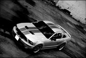 Wallpapers: Shelby GT500