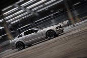 Wallpapers: Shelby GT500