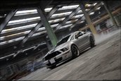 Wallpapers: Shelby GT500