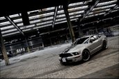 Wallpapers: Shelby GT500